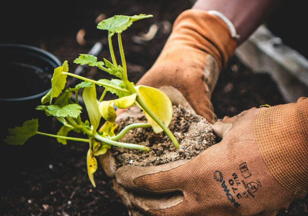 Market Gardening – Open Innovation Challenge zur Stärkung der regionalen Gemüseversorgung